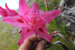 Gladiolus crispulatus