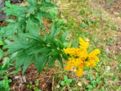 Solidago canadensis