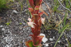 Satyrium acuminatum