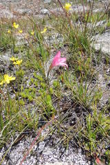 Moraea vallisavium