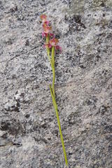 Disperis paludosa