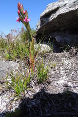 Disa vaginata