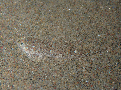 Risso's dragonet (Callionymus risso) — Callionymidae