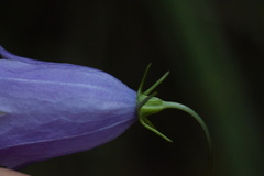 Campanula martinii