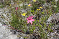 Gladiolus oreocharis