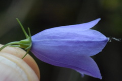 Campanula martinii