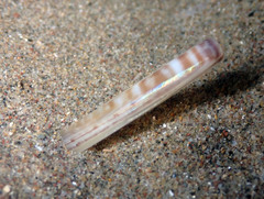 Ensis minor