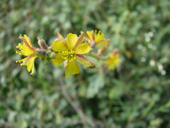 Triumfetta rotundifolia