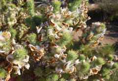 Aspalathus shawii shawii