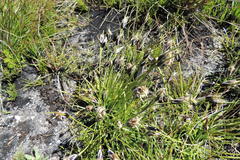 Ficinia ixioides ixioides