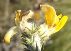 Aspalathus shawii shawii