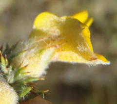 Aspalathus shawii shawii