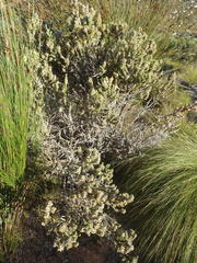 Aspalathus shawii shawii