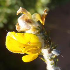 Aspalathus shawii shawii