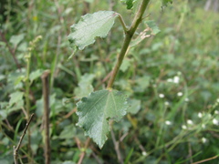 Triumfetta rotundifolia