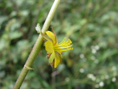 Triumfetta rotundifolia