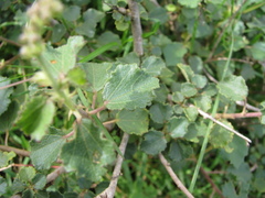 Triumfetta rotundifolia