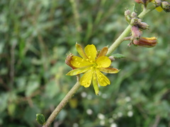 Triumfetta rotundifolia