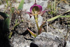 Disperis capensis brevicaudata