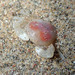 Pea Crab - Photo (c) Sylvain Le Bris, some rights reserved (CC BY-NC), uploaded by Sylvain Le Bris
