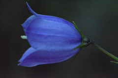 Campanula cespitosa