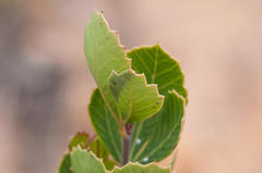 Searsia cuneifolia