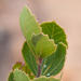 Searsia cuneifolia - Photo (c) magriet b, alguns direitos reservados (CC BY-SA), uploaded by magriet b
