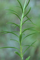 Campanula cespitosa