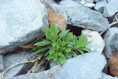 Campanula cespitosa