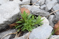 Campanula cespitosa