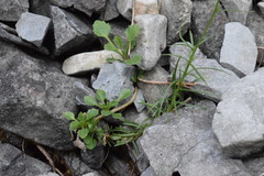 Campanula cespitosa