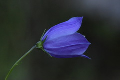 Campanula cespitosa