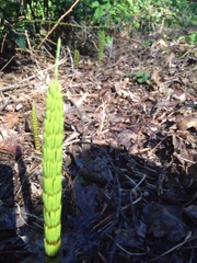 Equisetum laevigatum