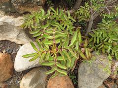Bryophyllum