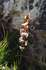 Disa ocellata