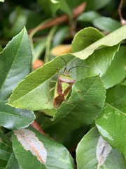 Acanthosoma haemorrhoidale