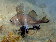 Brown Meagre photo 3