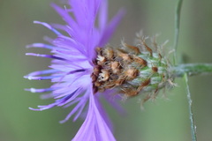 Centaurea rhaetica