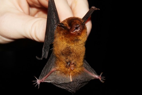 Red Myotis