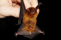 Myotis ruber