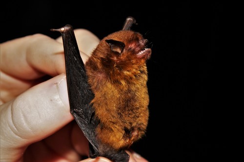 Red Myotis