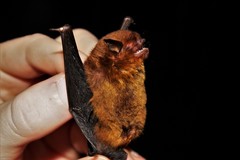 Myotis ruber