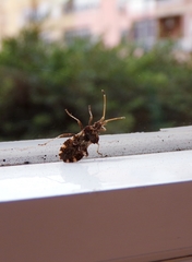 Centrocoris variegatus