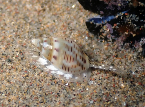 Representative image of Nassarius granum