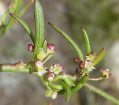 Centella sessilis