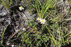Athrixia heterophylla heterophylla