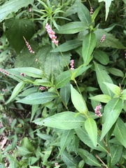 Persicaria attenuata