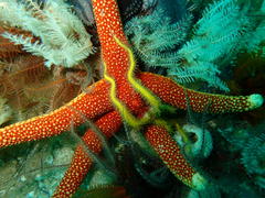 Fromia schultzei