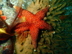 Fromia schultzei