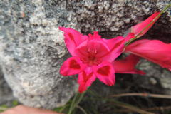 Gladiolus crispulatus